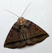 Celiptera frustulum