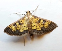 Diacme adipaloides