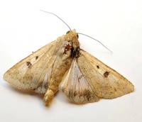 Helicoverpa zea