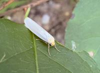 Crambidia xanthocorpa