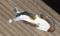 Eudryas grata
