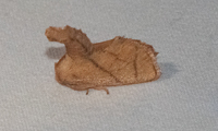 Apoda y-inversa