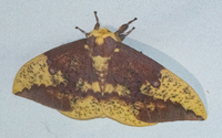 Eacles imperialis
