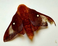 Anisota virginiensis