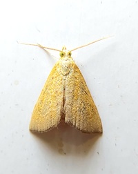 Aethiophysa unidentified species