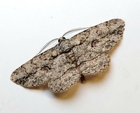 Anavitrinella pampinaria