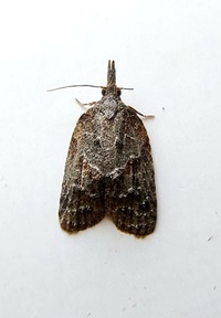 Platynota idaeusalis