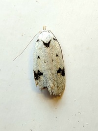 Inga sparsiciliella