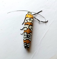Atteva aurea