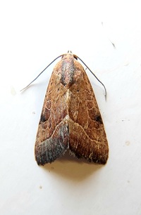 Galgula partita
