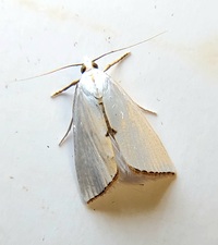 Urola nivalis