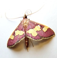 Colomychus talis
