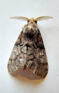 Dasychira manto
