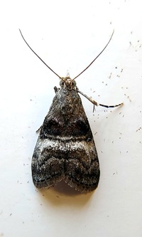 Pococera asperatella