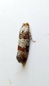 Rhyacionia rigidana