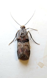 Pococera unidentified species