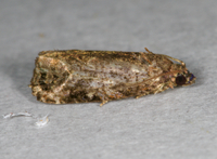Endothenia hebesana