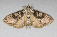 Palpita magniferalis