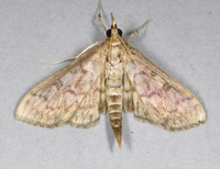 Herpetogramma pertextalis