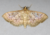 Herpetogramma pertextalis