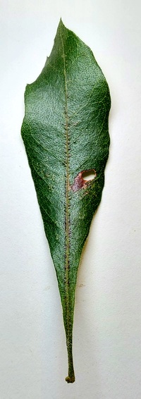Coptodisca new species 1 - on Morella