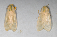 Halysidota tessellaris