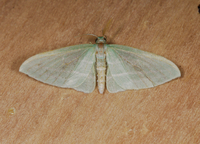 Dyspteris abortivaria