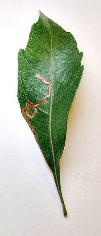 Stigmella myricafoliella