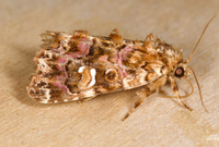 Callopistria mollissima