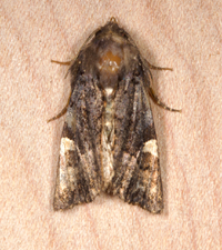 Euplexia benesimilis