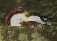 Eudryas grata