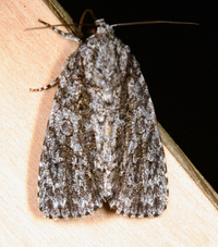 Acronicta hamamelis