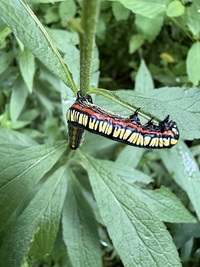 Cucullia convexipennis