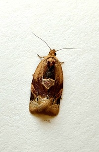 Argyrotaenia velutinana