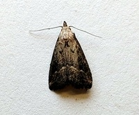 Hypenopsis calusa