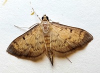 Herpetogramma fluctuosalis