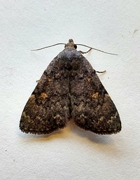 Idia aemula