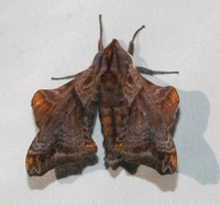 Paonias myops