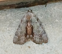 Catocala grynea