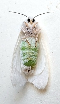 Spilosoma congrua