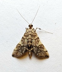 Apogeshna stenialis