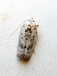 Antaeotricha leucillana