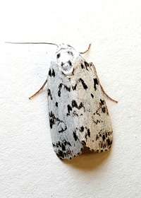 Polygrammate hebraeicum