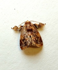 Isochaetes beutenmuelleri