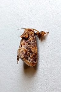 Isochaetes beutenmuelleri