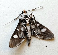Desmia funeralis