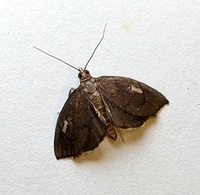 Perispasta caeculalis