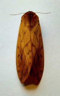 Pyrrharctia isabella