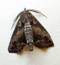 Paectes abrostoloides