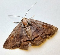 Zale obliqua